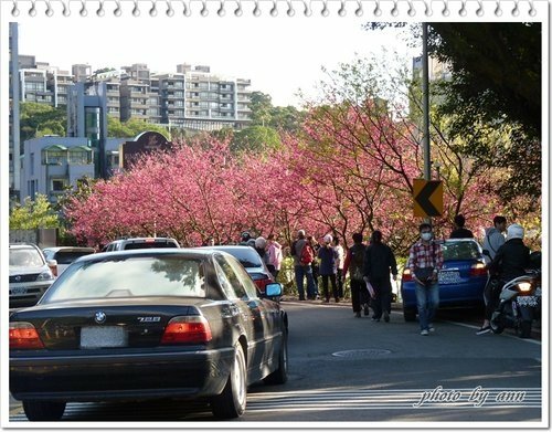 陽明山賞花43.jpg
