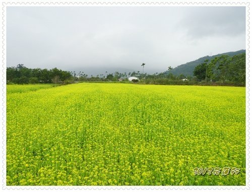 2012花蓮之旅~油菜花海%26;緣慳一面的慕谷慕魚01.jpg