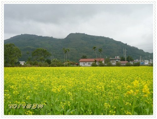 2012花蓮之旅~油菜花海%26;緣慳一面的慕谷慕魚04.jpg