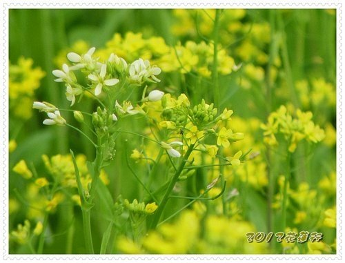 2012花蓮之旅~油菜花海%26;緣慳一面的慕谷慕魚11.jpg