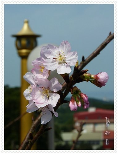 2012天元宮吉野櫻初綻(二)04.jpg