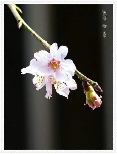 2012天元宮吉野櫻初綻(二)07.jpg