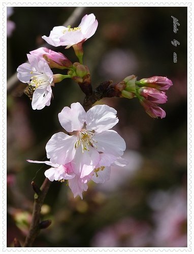 2012天元宮吉野櫻初綻(二)33.jpg