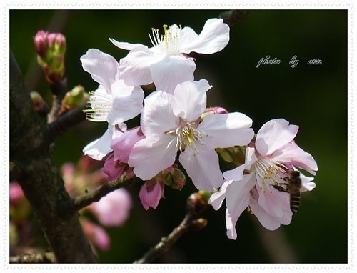 2012天元宮吉野櫻初綻(二)34.jpg