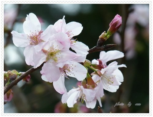 2012天元宮吉野櫻初綻(二)40.jpg
