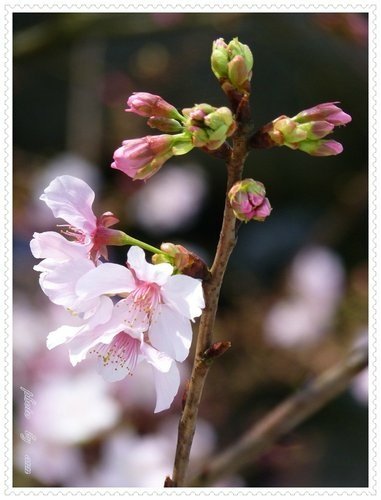 2012天元宮吉野櫻初綻(二)41.jpg