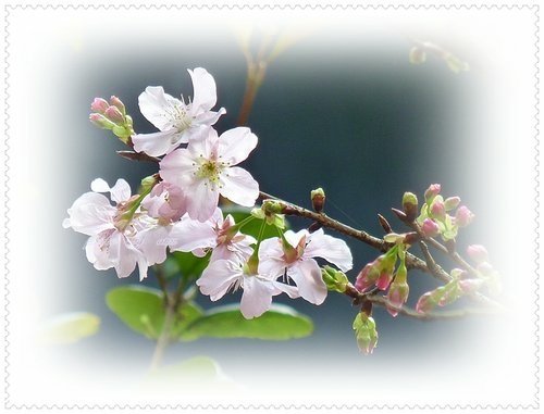 2012天元宮吉野櫻初綻(二)45.jpg