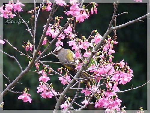山櫻樹上的白頭翁03.jpg