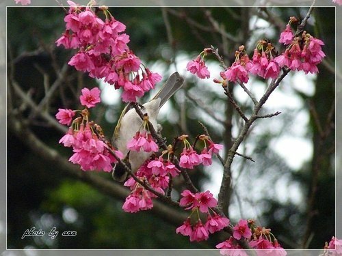 山櫻樹上的白頭翁11.jpg