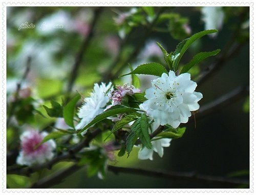 2月郁李03.jpg