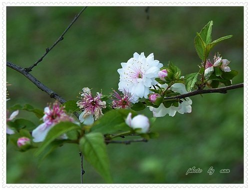 2月郁李04.jpg