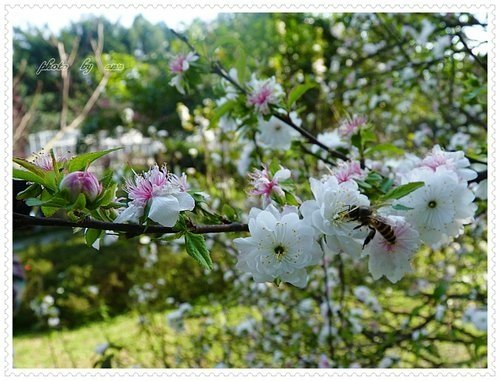 2月郁李05.jpg