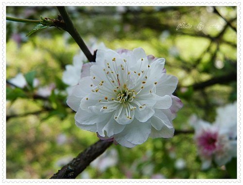 2月郁李07.jpg