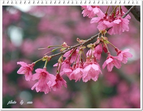 緋寒櫻~~中正紀念堂(二)04.jpg