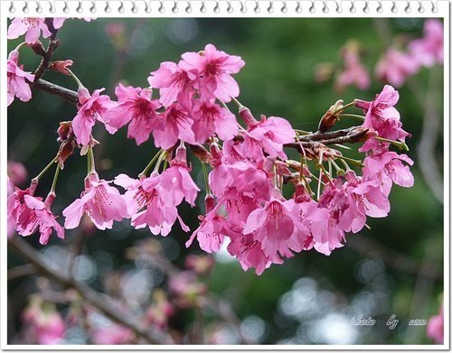 緋寒櫻~~中正紀念堂(二)05.jpg