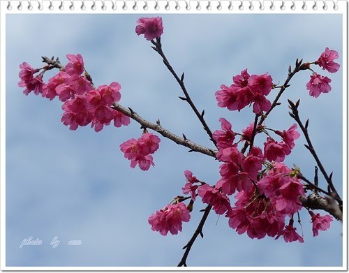 緋寒櫻~~中正紀念堂(二)06.jpg