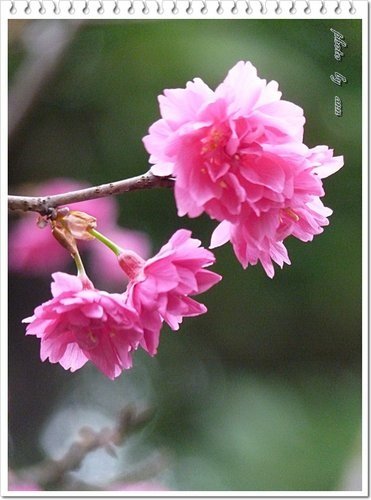 緋寒櫻~~中正紀念堂(二)07.jpg