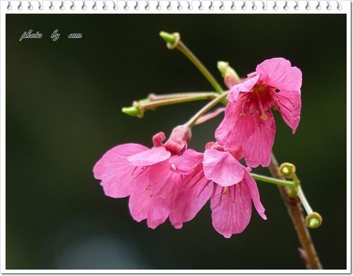 緋寒櫻~~中正紀念堂(二)10.jpg