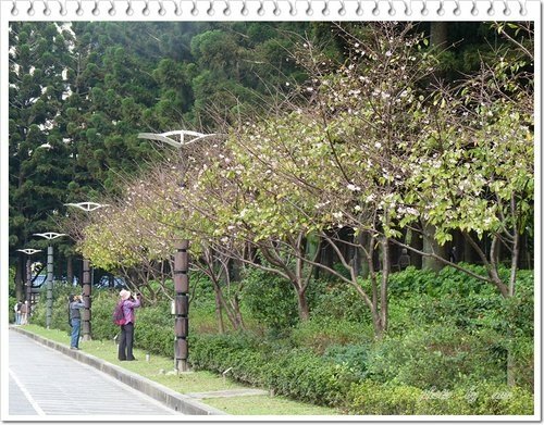 緋寒櫻~~中正紀念堂(二)36.jpg