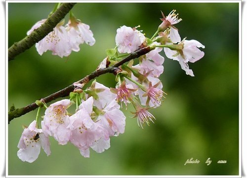 2012天元宮賞櫻(續)02.jpg