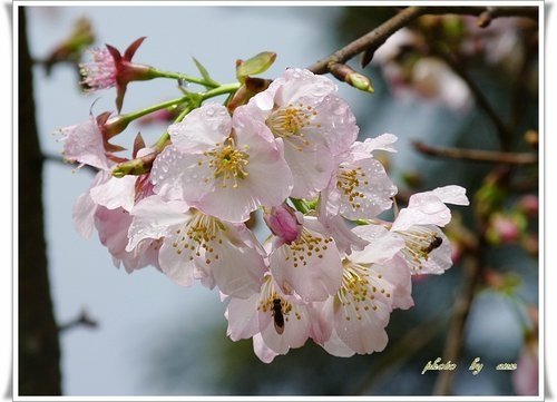 2012天元宮賞櫻(續)03.jpg