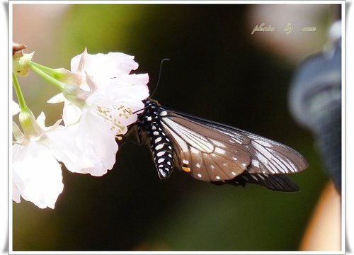 2012天元宮賞櫻(續)09.jpg