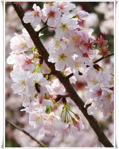 2012天元宮賞櫻(續)12.jpg