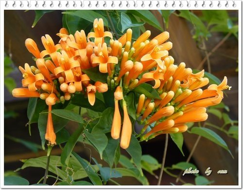 2012炮仗花02.jpg