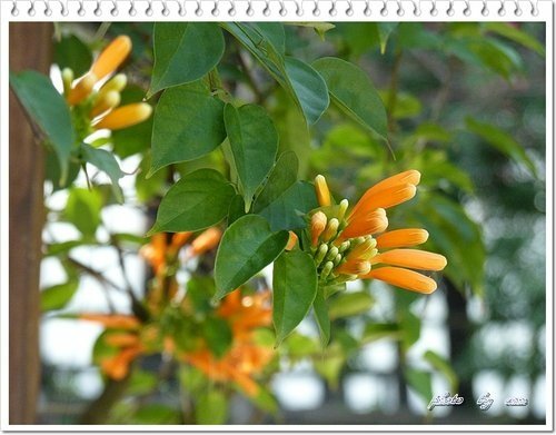 2012炮仗花03.jpg