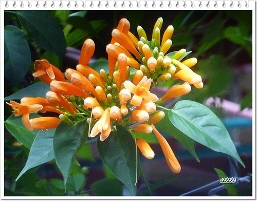 2012炮仗花05.jpg