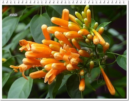 2012炮仗花06.jpg