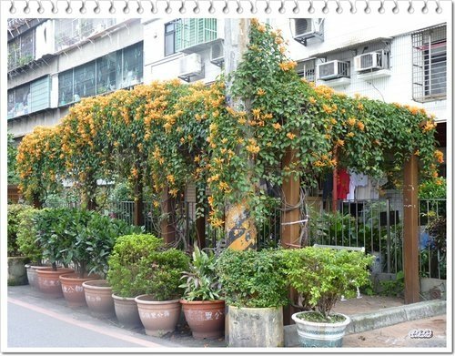 2012炮仗花07.jpg