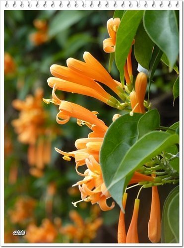 2012炮仗花08.jpg