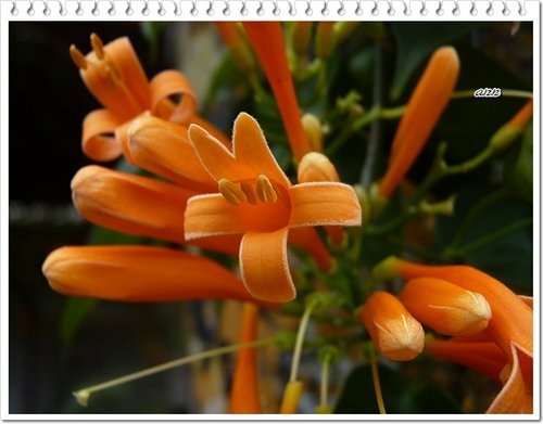 2012炮仗花09.jpg