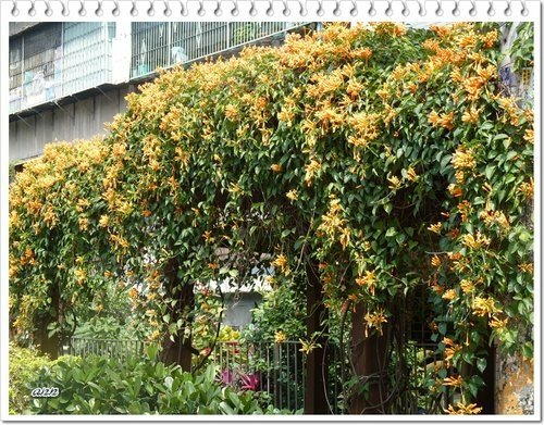 2012炮仗花12.jpg