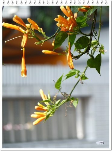 2012炮仗花14.jpg