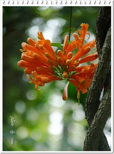 2012炮仗花15.jpg