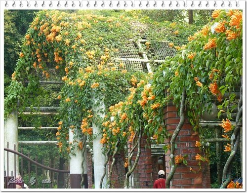 2012炮仗花16.jpg
