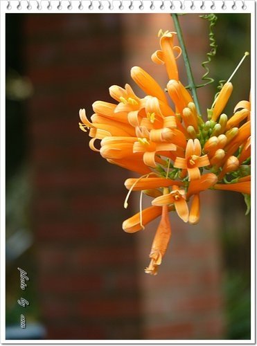 2012炮仗花17.jpg
