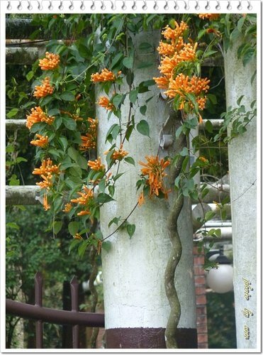 2012炮仗花18.jpg