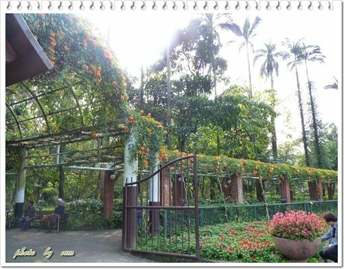 2012炮仗花19.jpg