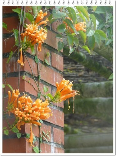 2012炮仗花20.jpg