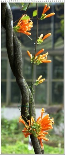 2012炮仗花21.jpg