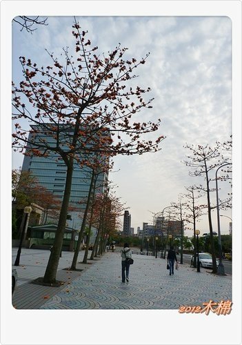 2012木棉花13.jpg