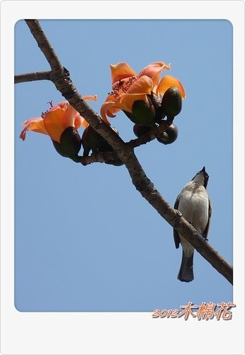 木棉花與小精靈們04.jpg