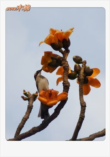 木棉花與小精靈們12.jpg