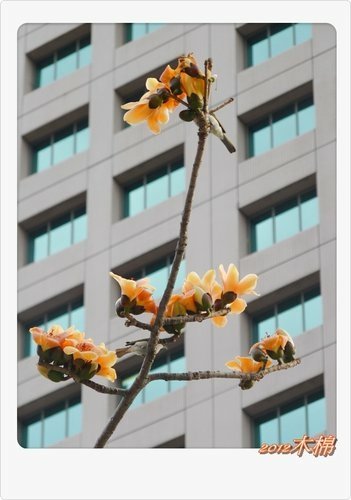 木棉花與小精靈們16.jpg