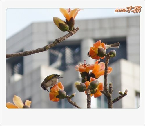 木棉花與小精靈們17.jpg