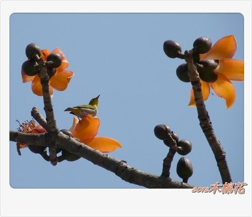 木棉花與小精靈們24.jpg