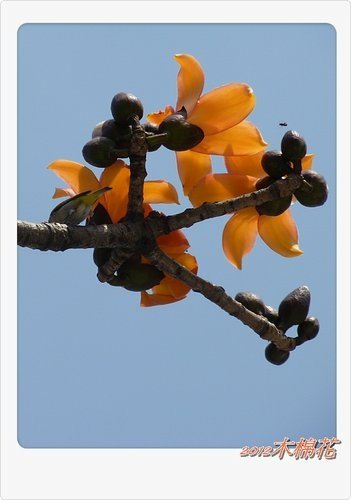 木棉花與小精靈們25.jpg